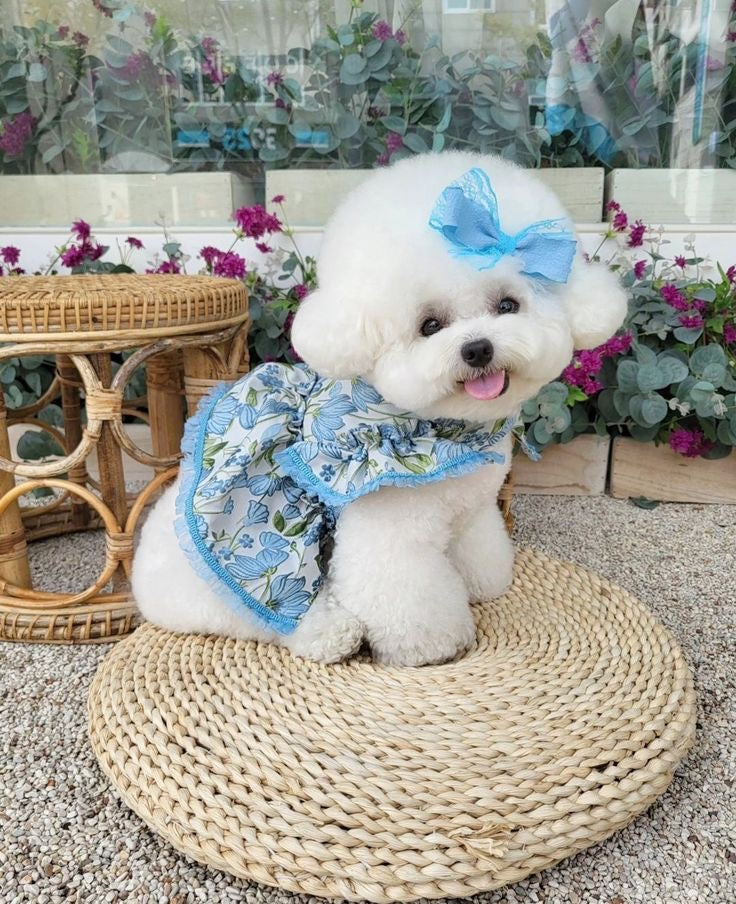 PET ESSENTIALS