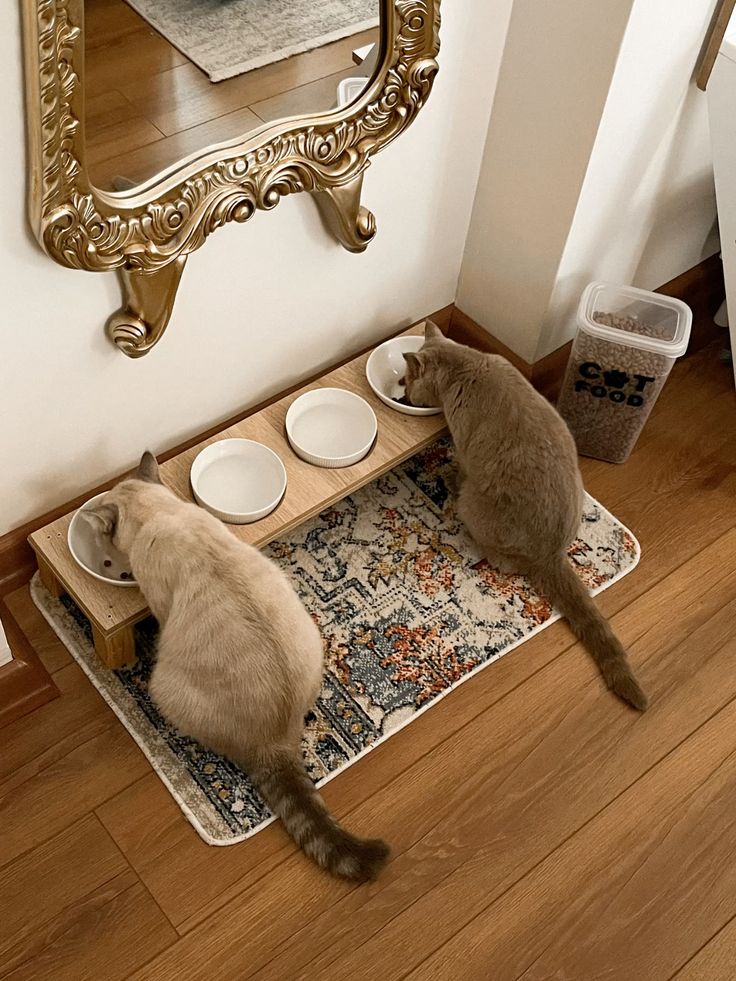 FEEDING & WATERING