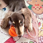 Interactive Cotton Rope Treat Ball
