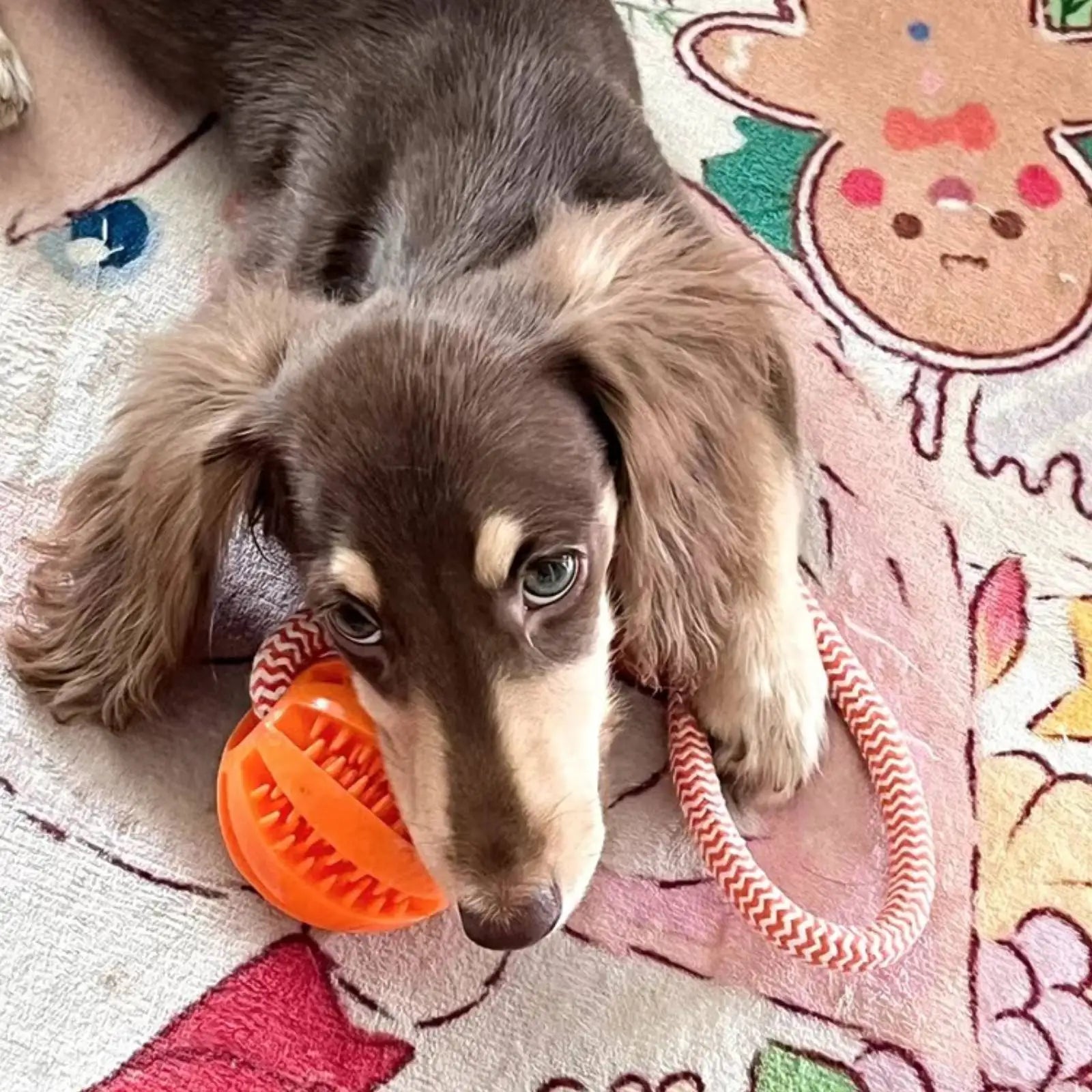 Interactive Cotton Rope Treat Ball